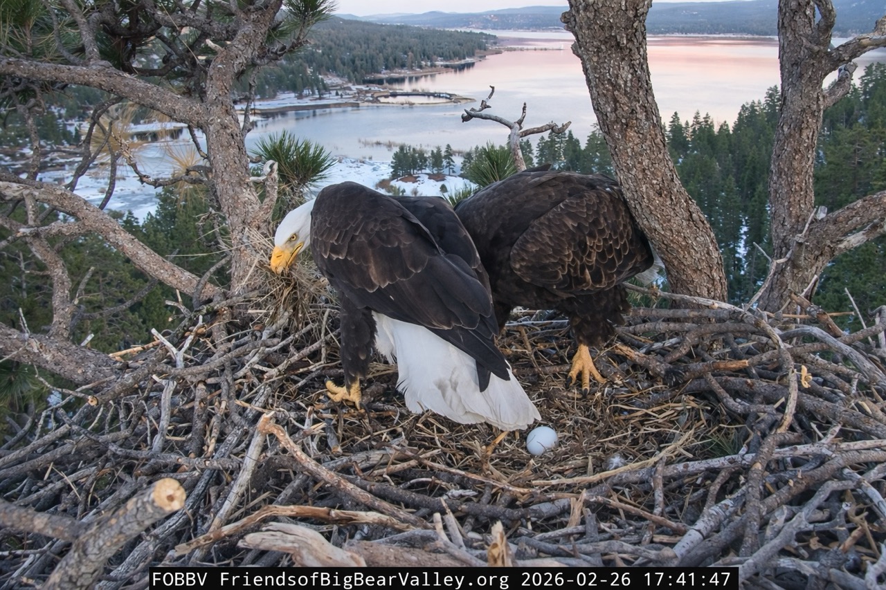 Shadow Brings Fish and Fluff — Is Jackie Laying a Second Egg Today?