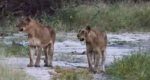 lions-1