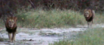 lions-2