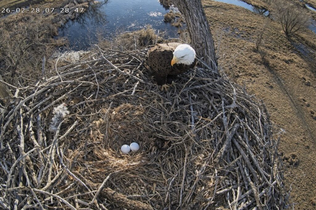 Ma Vrain stands near two eggs in the Fort St. Vrain bald eagle nest above the river on February 28, 2026.