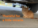 miracle