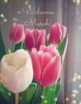 March-tulips