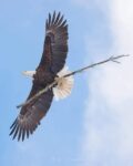 eagle