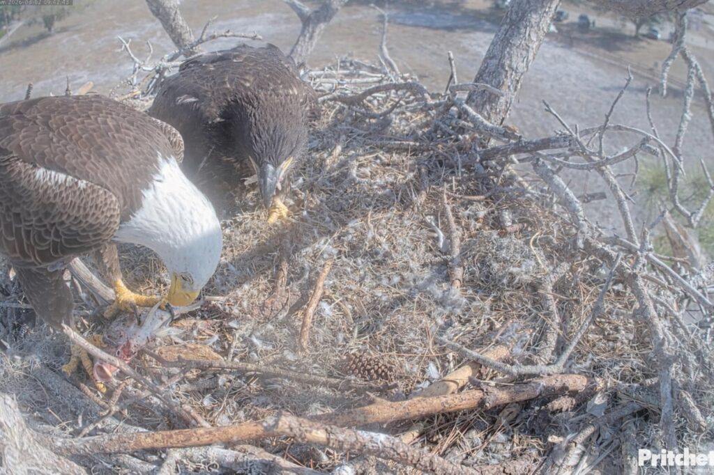 M15 feeds 74-day-old eaglet E26 at the SWFL eagle nest after F23 disappeared