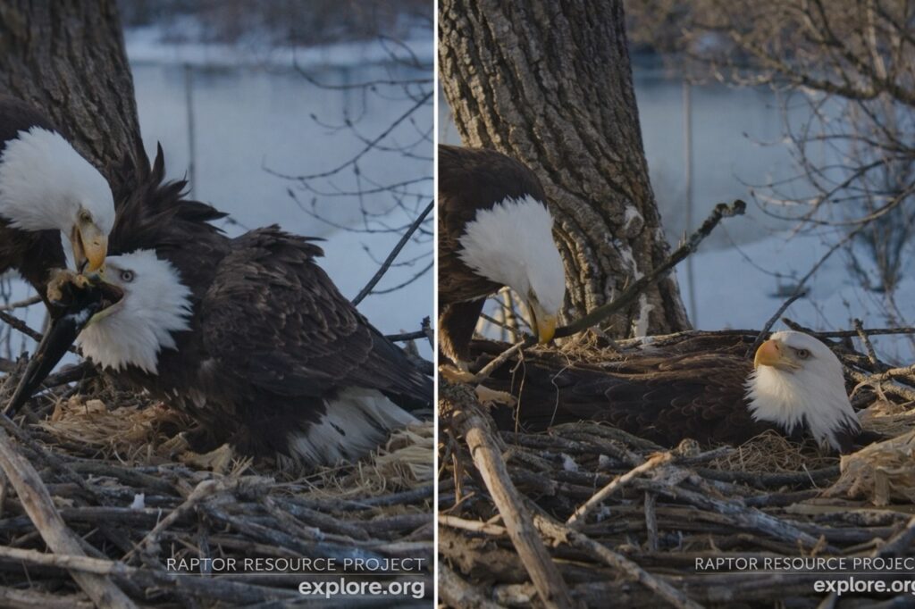 Decorah Eagles March 2 2026 Dad delivers fish to Mom and adjusts a long stick while two eggs rest safely in the nest