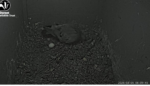 2026-03-05-00_20_13-4-Live-Owl-Nest-Box-Cam-2026