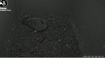 2026-03-05-00_19_21-4-Live-Owl-Nest-Box-Cam-2026