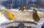evening-grosbeaks
