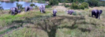 Ellies-and-tree-shadow