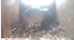 2026-03-05-13_18_28-4-Oceanside-Barn-Owls-2026