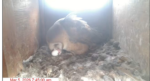 2026-03-05-13_18_52-4-Oceanside-Barn-Owls-2026