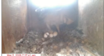 2026-03-05-13_18_21-4-Oceanside-Barn-Owls-2026