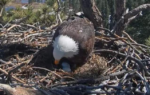 0E.3.5.262eggs