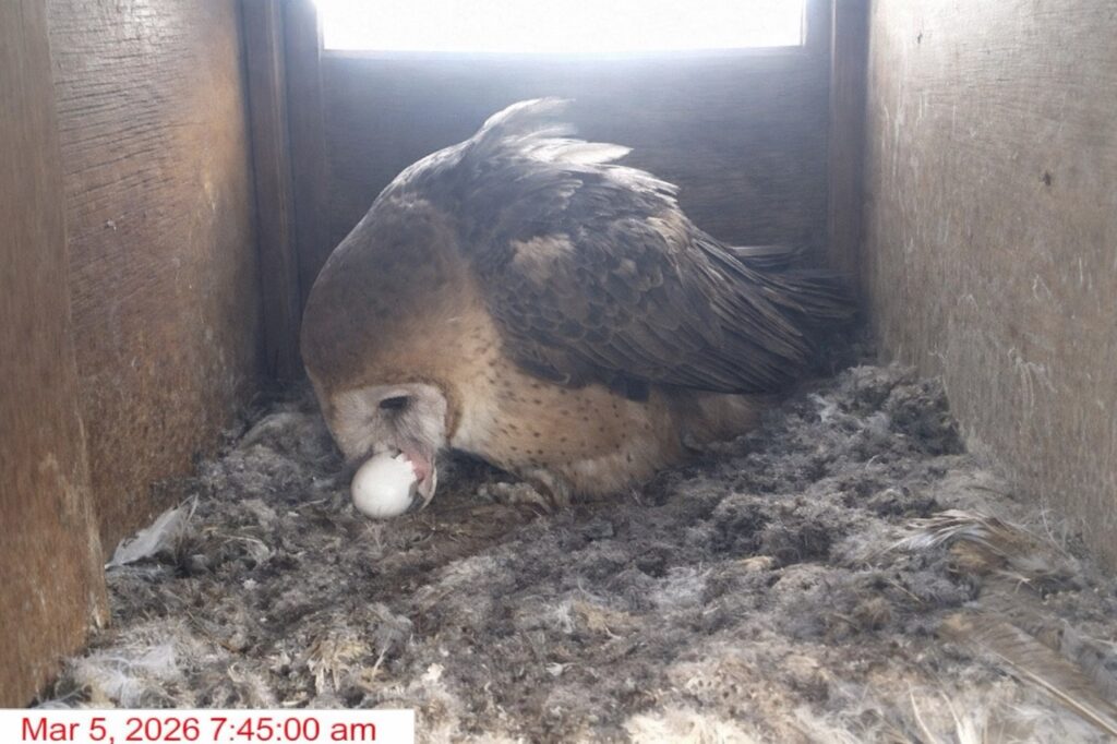 Barn owl Sydney with newly hatched chick emerging from egg in Oceanside owl box on March 5, 2026