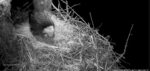 3-7-26-First-egg