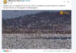 geese