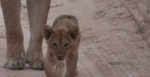 3.11.26lioncub