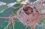 3-12-Lilys-Chicks-1