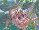 3-12-Lilys-Chicks-2