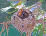 3-12-Lilys-Chicks-3