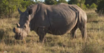 3.14.26mamarhino
