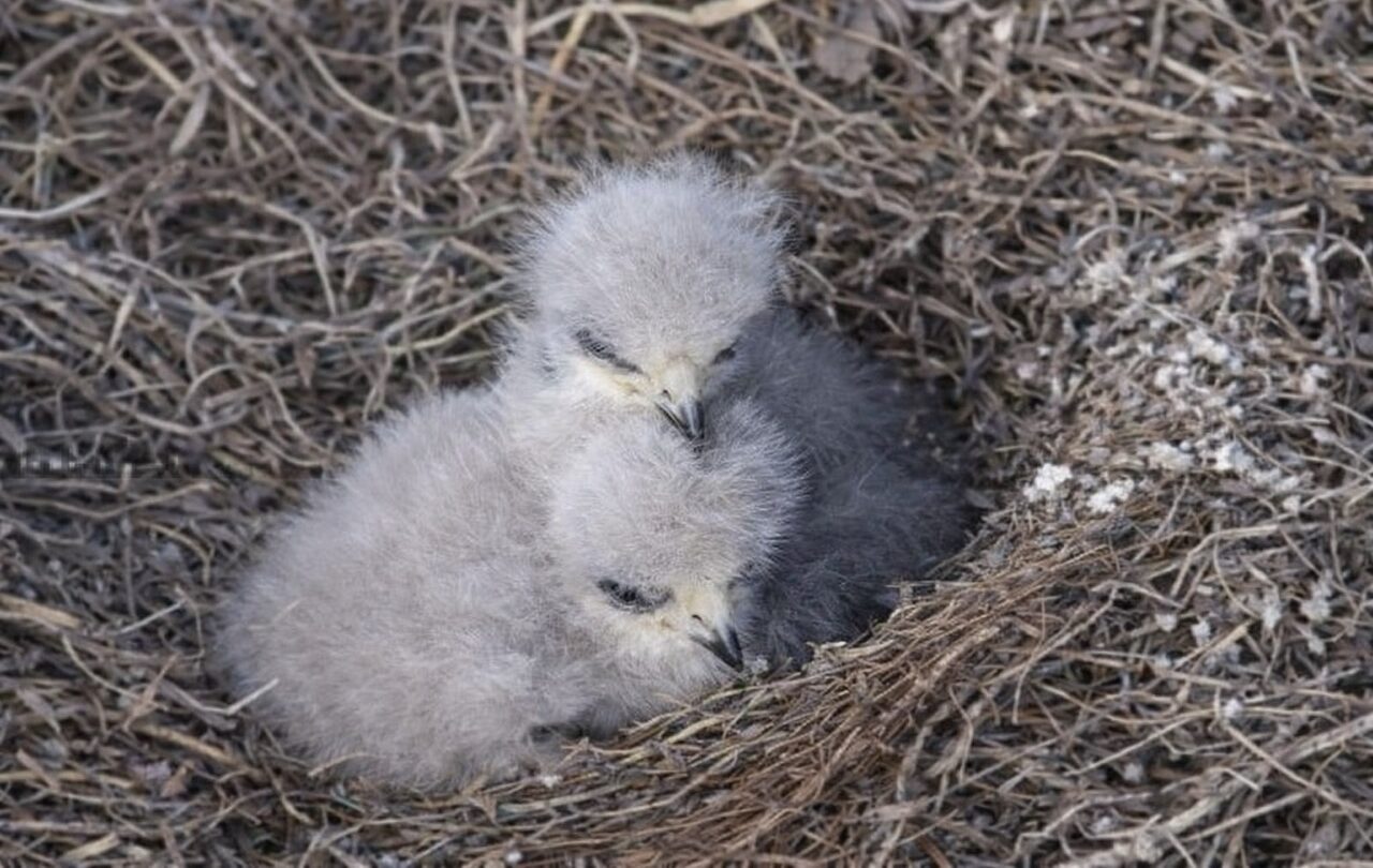 two baby bald eagles resting quietly together in the nest