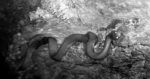 legless-skink-1