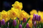Spring-1