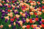 Spring-3