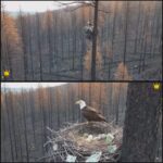 eagles