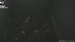 2026-03-25-10_48_06-4-Live-Owl-Nest-Box-Cam