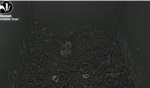2026-03-25-10_47_53-4-Live-Owl-Nest-Box-Cam