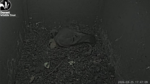 2026-03-25-10_48_56-4-Live-Owl-Nest-Box-Cam