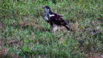Zrzut-ekranu-59871