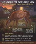 deer-born-in-march