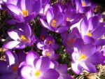 friday-image