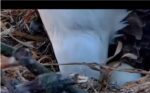 pip