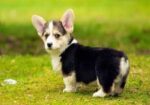 Corgi1