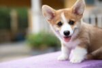 Corgi2