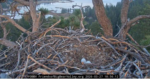0E.3.27.26eggs2