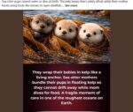 Otter-Babies