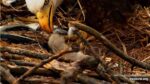 3-29-26-feeding