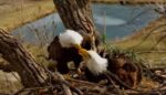 031