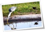 Heron-and-Jacana
