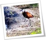 African-Jacana