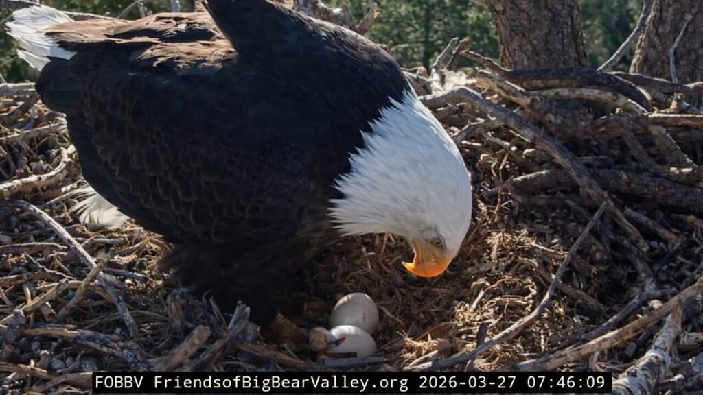 Jackie settles low over two eggs at the Big Bear eagle nest as pip watch nears