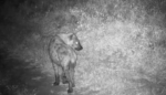 hyena-2
