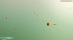 Screenshot-11578