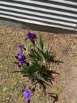 irises