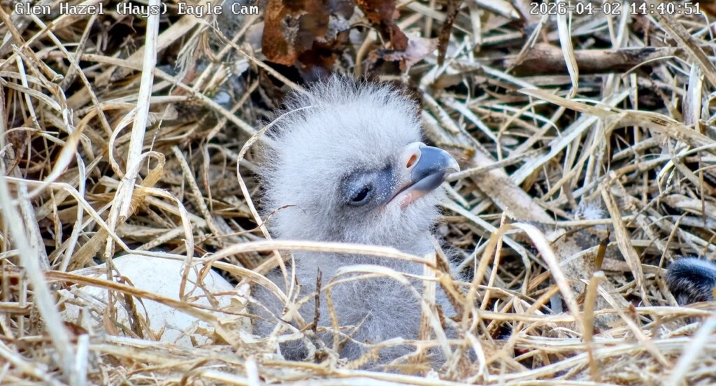 Newly hatched Glen Hazel eaglet GH3 sitting upright in the nest on April 2, 2026